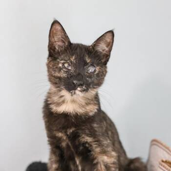 Maddy -  Domestic Short Hair Cat for Adoption in Los Angeles, California - Maddy | PetCurious