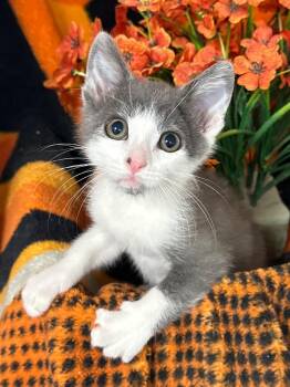 6/26/26 Lionel -  Domestic Short Hair Cat for Adoption in Stillwater, Oklahoma - 6/26/26 Lionel | PetCurious
