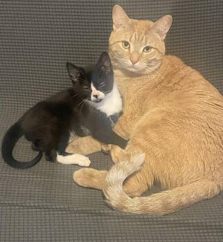 Tiger and Taffy (bonded pair) -  Domestic Short Hair Cat Available for Adoption in Melrose, Massachusetts - Tiger And Taffy (bonded Pair) | PetCurious