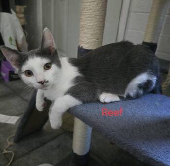 Reef -  Domestic Short Hair Cat for Adoption in Phoenix, Arizona - Reef | PetCurious