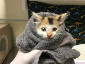 ANNIE -  Domestic Short Hair Cat for Adoption in Riverside, California - ANNIE | PetCurious