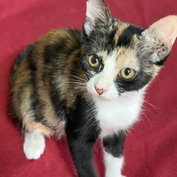 DOTTIE -  Domestic Short Hair Cat for Adoption in Kyle, Texas - DOTTIE | PetCurious