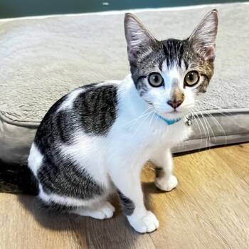 Clyde -  Domestic Short Hair Cat for Adoption in Lincoln, Nebraska - Clyde | PetCurious