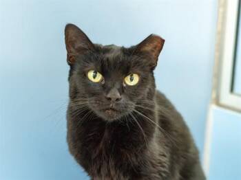 AREIA -  Domestic Short Hair Cat for Adoption in Martinez, California - AREIA | PetCurious