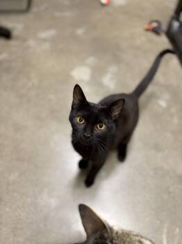 Leelah -  Domestic Short Hair Cat for Adoption in Zimmerman, Minnesota - Leelah | PetCurious