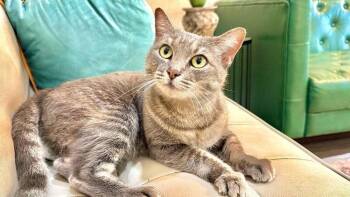 Derby Darling Dreamboat -  Tabby and Domestic Short Hair Cat for Adoption in Friendswood, Texas - Derby Darling Dreamboat | PetCurious