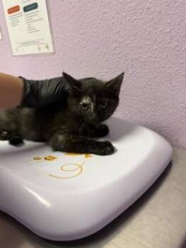 Domestic Short Hair Cats Available for Adoption in El Paso, Texas - 60850187 | PetCurious