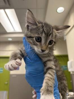 BOWEN -  Domestic Short Hair Cat for Adoption in Las Vegas, Nevada - BOWEN | PetCurious