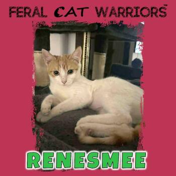 Domestic Short Hair Cats Available for Adoption - Renesmee | PetCurious