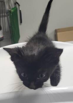 Pen 7 Baby -  Domestic Short Hair Cat for Adoption in Lawrenceville, Georgia - Pen 7 Baby | PetCurious