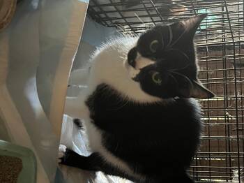 Rescue Domestic Short Hair Cats for Adoption in Caseville, Michigan - Bella | PetCurious