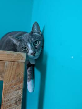 Arch -  Domestic Short Hair Cat for Adoption in Brookings, South Dakota - Arch | PetCurious