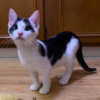Han Solo -  Domestic Short Hair Cat for Adoption in Monroe, Michigan - Han Solo | PetCurious