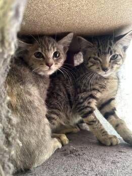 Felicity -  Domestic Short Hair Cat for Adoption in Ontario, California - Felicity | PetCurious