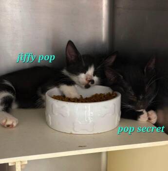 Popcorn Kittens - Jiffy Pop & Pop Secret -  Domestic Short Hair Cat for Adoption in Jefferson, New Jersey - Popcorn Kittens - Jiffy Pop & Pop Secret | PetCurious