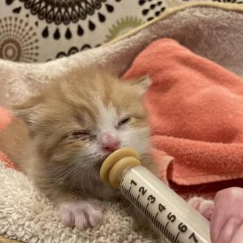 Domestic Short Hair Cats Available for Adoption in Fairfax Station, Virginia - Dandelion | PetCurious