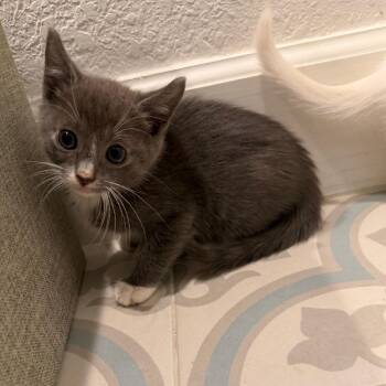 Domestic Short Hair Cats Available for Adoption in Missouri City, Texas - Miltin | PetCurious