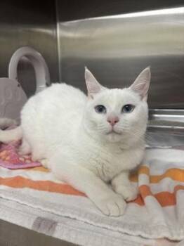 Domestic Short Hair Cats Available for Adoption in Cincinnati, Ohio - Princess | PetCurious