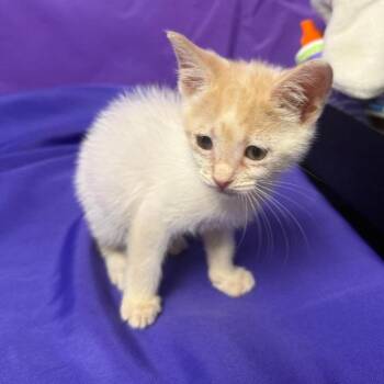 Gyro -  Domestic Short Hair Cat for Adoption in North Myrtle Beach, South Carolina - Gyro | PetCurious