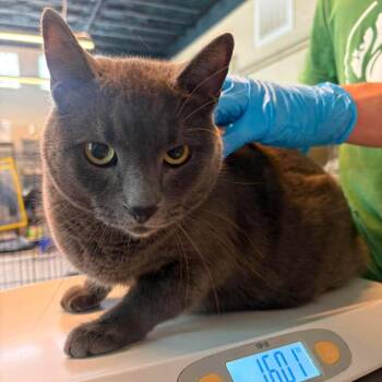Bubby -  Domestic Short Hair Cat for Adoption in Huntington, West Virginia - Bubby | PetCurious