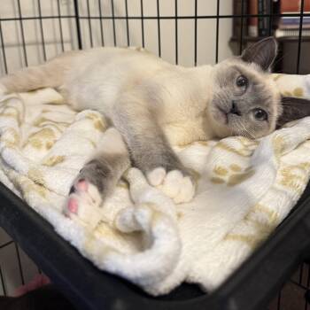 Rescue Siamese Cats for Adoption in Los Angeles, California - Sally | PetCurious