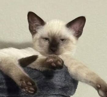 Simon (bonded with Andy) -  Siamese Cat for Adoption in Fort Worth, Texas - Simon (bonded With Andy) | PetCurious