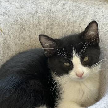 Boba -  Domestic Short Hair Cat for Adoption in Wheeling, Illinois - Boba | PetCurious