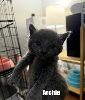 American Shorthair Cats Available for Adoption in Paulina, Louisiana - Archie | PetCurious