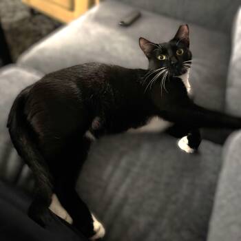 Rescue Domestic Short Hair Cats for Adoption in Allen, Texas - Decker (Urgent) | PetCurious