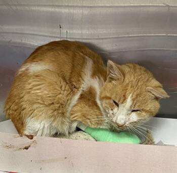 A799544 -  Domestic Short Hair Cat for Adoption in San Antonio, Texas - A799544 | PetCurious