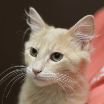 Hank -  Domestic Short Hair and American Bobtail Cat for Adoption in Versailles, Kentucky - Hank | PetCurious