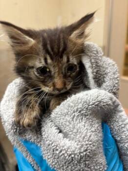 Calypso -  Domestic Medium Hair and Domestic Short Hair Cat for Adoption in Honolulu, Hawaii - Calypso | PetCurious