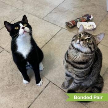 Ashe (bonded with Onyx) -  Domestic Short Hair Cat for Adoption in Reisterstown, Maryland - Ashe (bonded With Onyx) | PetCurious