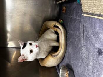 Rescue Domestic Short Hair Cats for Adoption in Passaic, New Jersey - Churro | PetCurious