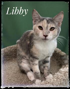Rescue Domestic Short Hair Cats for Adoption in El Cajon, California - Libby | PetCurious