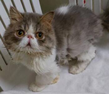 Jack -  Persian and Domestic Short Hair Cat for Adoption in Baraboo, Wisconsin - Jack | PetCurious