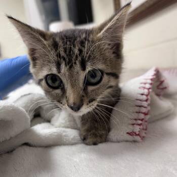 Jamocha 26-05-176 -  Domestic Short Hair Cat for Adoption in Bastrop, Texas - Jamocha 26-05-176 | PetCurious