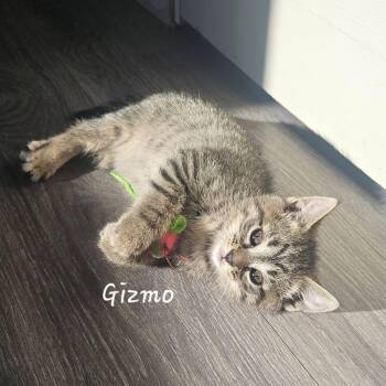Domestic Short Hair Cats Available for Adoption in Elyria, Ohio - Gizmo | PetCurious