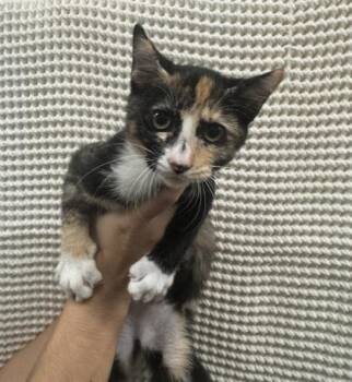 Kiana -  Domestic Short Hair Cat for Adoption in Honolulu, Hawaii - Kiana | PetCurious