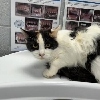 Domestic Medium Hair Cats Available for Adoption in West Olive, Michigan - Dusk | PetCurious