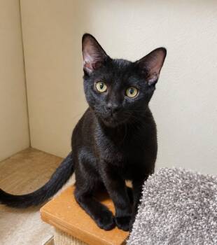 Storm -  Domestic Short Hair Cat for Adoption in Lodi, California - Storm | PetCurious