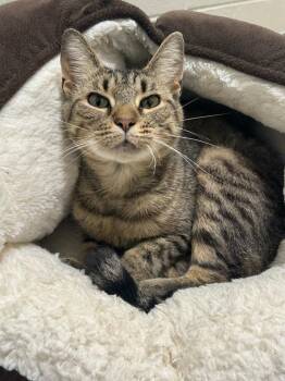 Zora Clawston Bones -  Domestic Short Hair Cat for Adoption in Chattanooga, Tennessee - Zora Clawston Bones | PetCurious