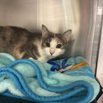 Domestic Short Hair Cats Available for Adoption in Charlottesville, Virginia - Marble Queen | PetCurious