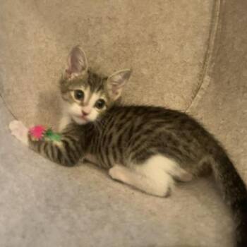 Winnie -  Domestic Short Hair Cat for Adoption in San Antonio, Texas - Winnie | PetCurious