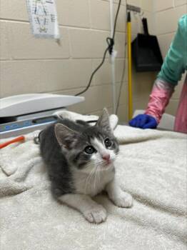 Jack -  Domestic Short Hair Cat for Adoption in Westland, Michigan - Jack | PetCurious