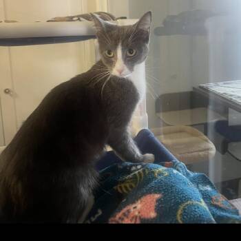 Iris -  Domestic Short Hair Cat for Adoption in Brockport, New York - Iris | PetCurious