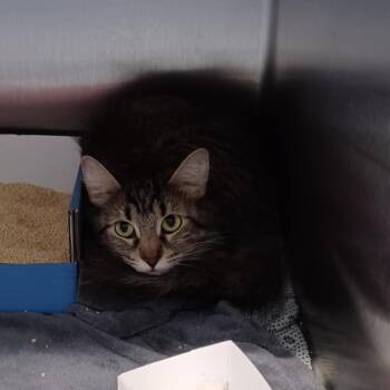 Heidegger -  Domestic Short Hair Cat for Adoption in Oak Park, Illinois - Heidegger | PetCurious
