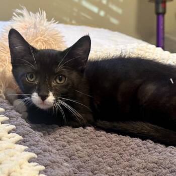 McKenna -  Domestic Short Hair Cat for Adoption in Peachtree City, Georgia - McKenna | PetCurious