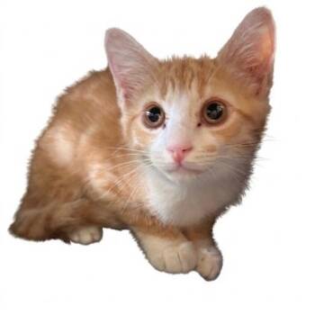 Feyre -  Domestic Short Hair Cat for Adoption in NEW PT RICHEY, Florida - Feyre | PetCurious