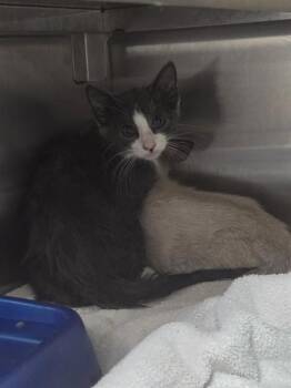 WEATHER -  Domestic Short Hair Cat for Adoption in Killeen, Texas - WEATHER | PetCurious
